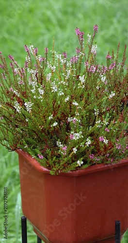 Raindrops falling on heather flowers in a pot