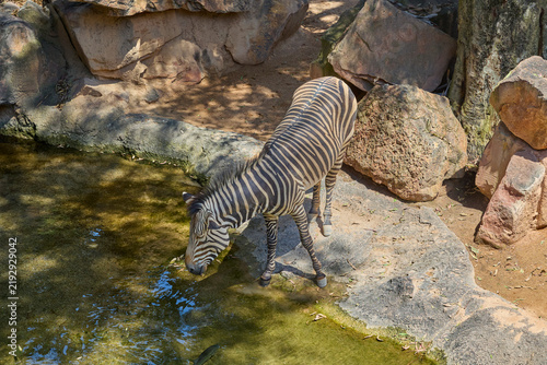 Photography Plains zebra drinking from waterhole in natural rocky habitat