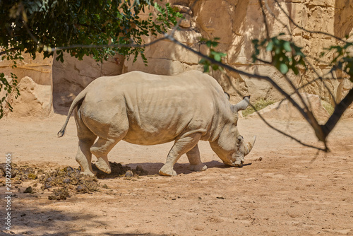 Photography White rhinoceros standing in spacious naturalistic enclosure