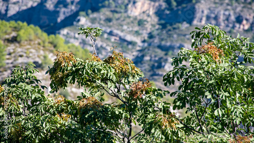 Obraz na płótnie Árbol del algarrobo apunto para la recolecte de las algarrobas