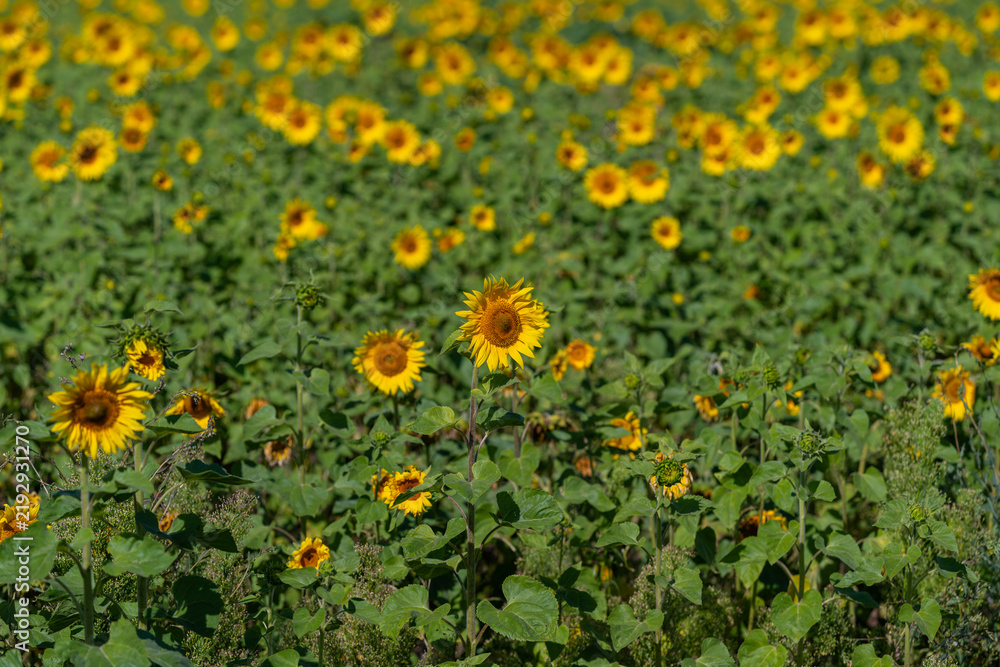Obraz premium Vibrant sunflowers dance joyfully in the warm sun painting the field with golden hues during a bright summer day