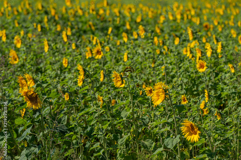 Obraz premium Vibrant field of sunflowers basking in the warm sunlight on a beautiful summer day