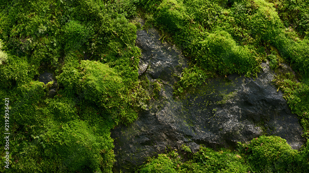 Fototapeta premium Textured Stone And Moss Macro Background, Natural Abstract Pattern, Bright Airy Natural Light, Shot On 50mm Lens, Natural Perspective, High-Contrast Tones, High-Resolution Digital Art