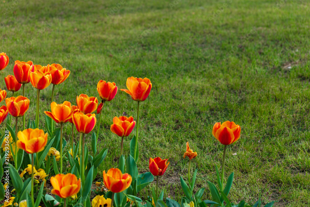 Obraz premium Orange and Red Tulips Blooming in a Spring Garden Lawn