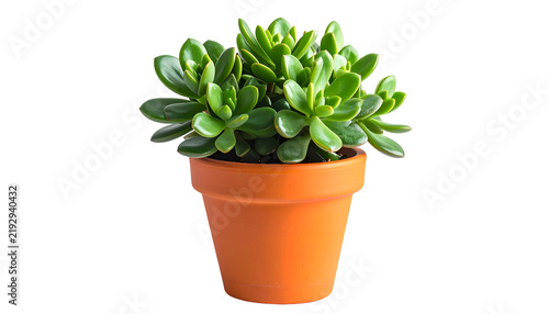 A vibrant green succulent plant thrives in a terracotta pot, isolated against a black backdrop