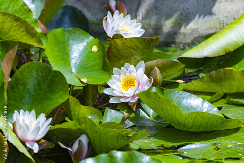 Foto White Water Lilies Blooming Among Green Lily Pads in a Pond