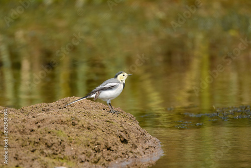 Obraz na plátne White wagtail on muddy wetland bank by calm water