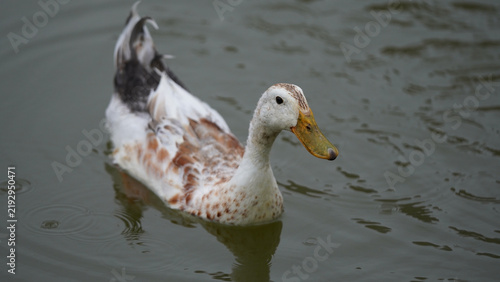 Obraz na płótnie White and brown duck swimming on calm pond water