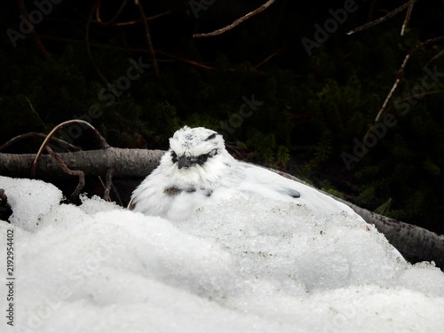 Принти на полотні female rock ptarmigan resting on ice