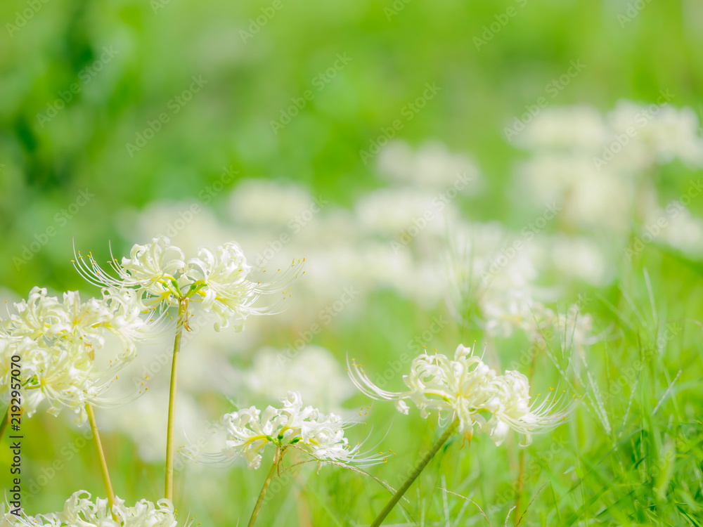 Obraz premium 白い花。繊細なしべの造形。秋の公園や花壇を彩るヒガンバナのある風景。自然風景素材。
