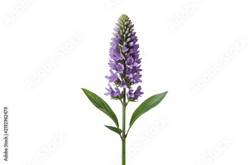 Purple Flower Spike with Green Leaves and Stem