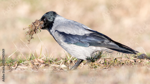 Cuadro en lienzo crow on the ground
