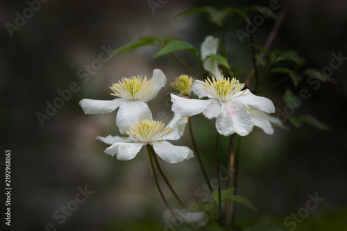 Beautiful white Clematis montana flowers