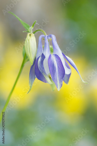Pale purple aquilegia flower