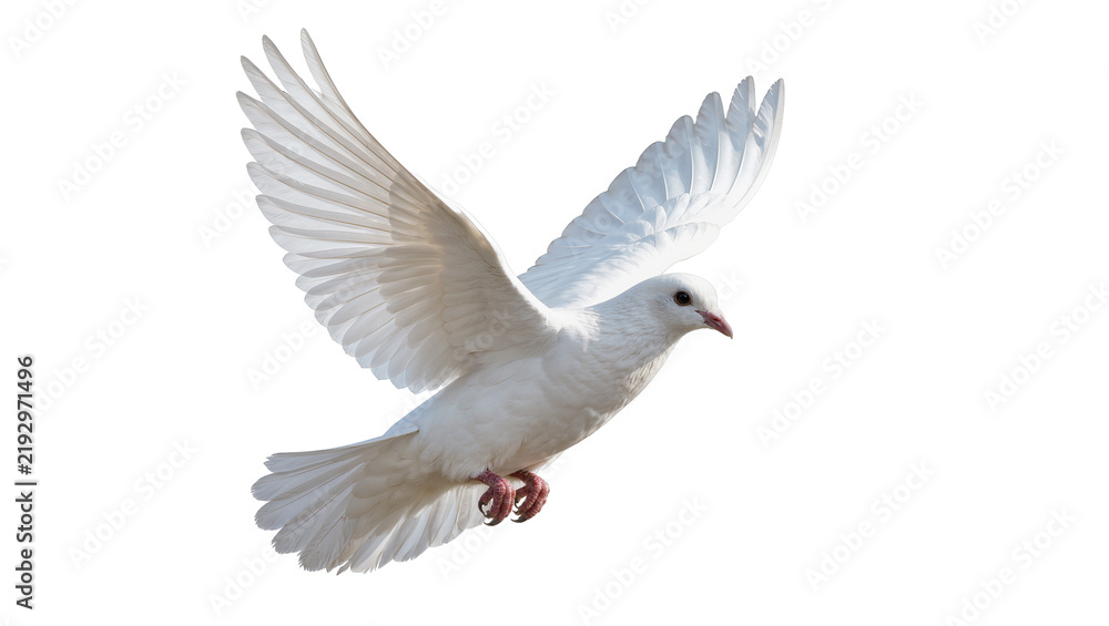 Obraz premium White dove with spread wings flying, isolated on transparent background