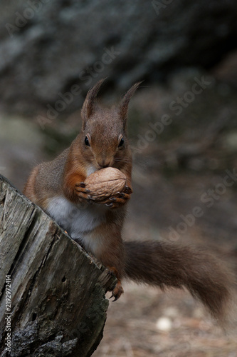 Red Squirrel with Walnut