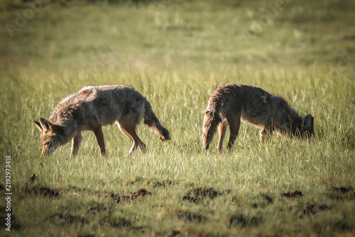 Canvas Print coyotes in yellowstone