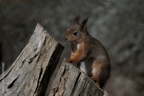 Red Squirrel, UK