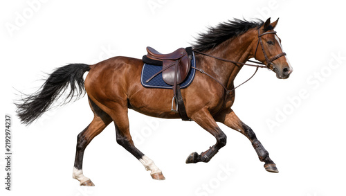 Foto Brown horse with saddle and bridle galloping, isolated on transparent background