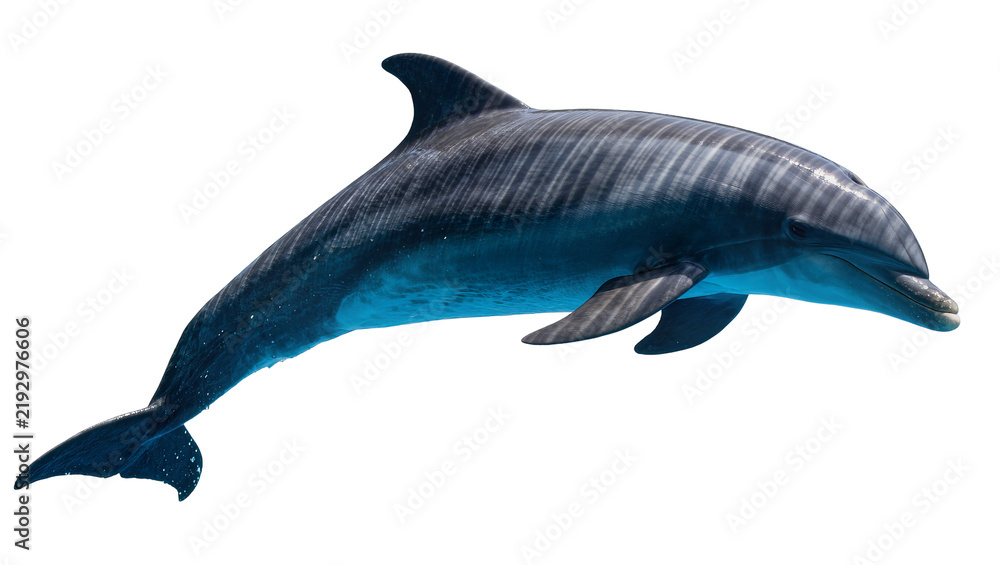 Obraz premium Striped grey dolphin leaping, isolated on transparent background