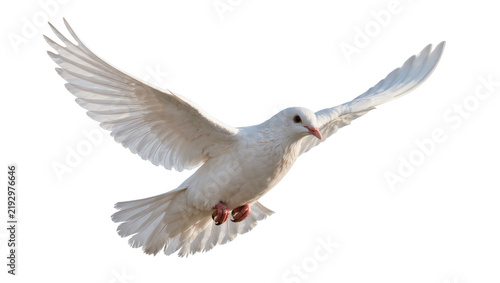Graceful white dove with outstretched wings, isolated on transparent background