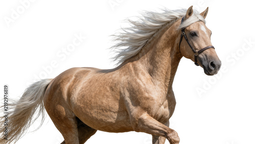 Foto Palomino horse with flowing mane and tail, isolated on transparent background