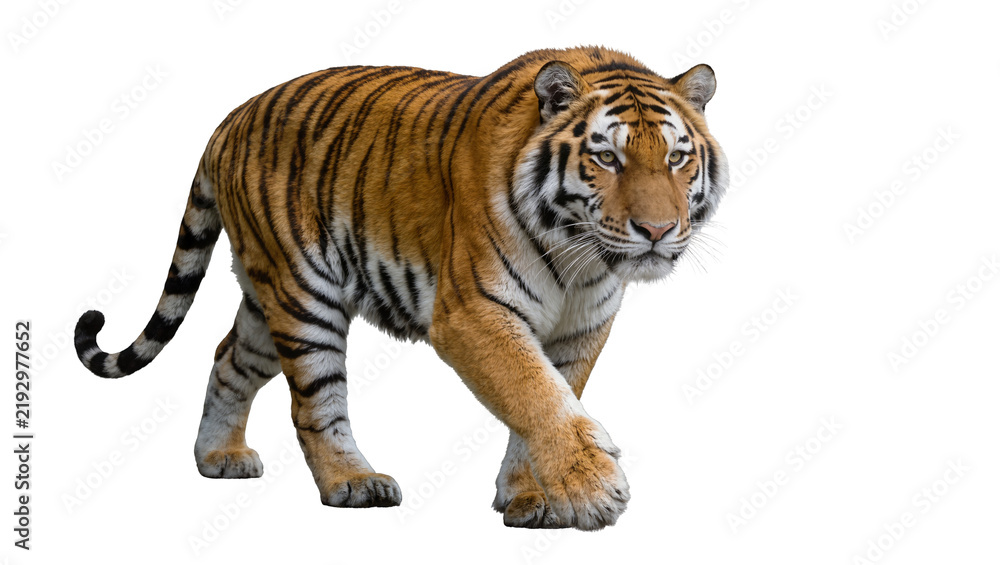 Obraz premium Majestic tiger with orange and black stripes walking, isolated on transparent background