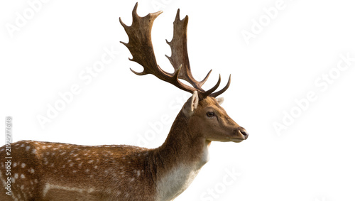 Fotografie Majestic male fallow deer with large antlers, isolated on transparent background