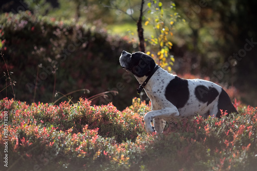 Dog english pointer