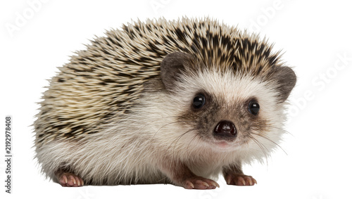 Cuadro en lienzo Small African pygmy hedgehog with spiky fur, isolated on transparent background