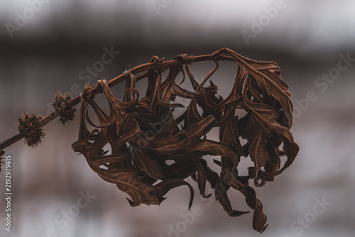 Bild auf Leinwand Dry curled plant close up on blurred winter background