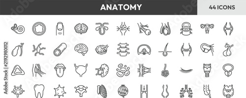 Set of human anatomy line icons showing body organs and medical science