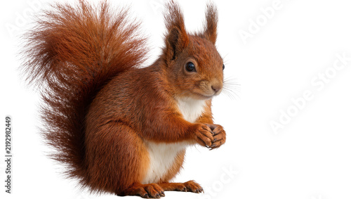 Konstfotografi Fluffy red squirrel with bushy tail sitting alert, isolated on transparent backg