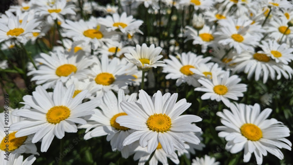 Fototapeta premium White daisies in the summer garden