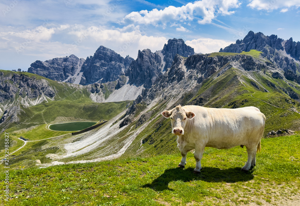 Obraz premium Summer mountain landscape with cow. Region Axamer Lizum, Austria