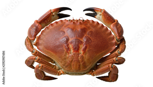 Whole cooked brown crab with claws raised, isolated on transparent background