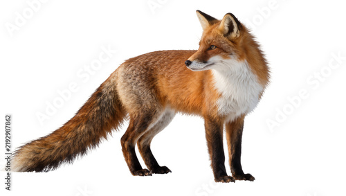 Konstfotografi Red fox with bushy tail standing alert, isolated on transparent background