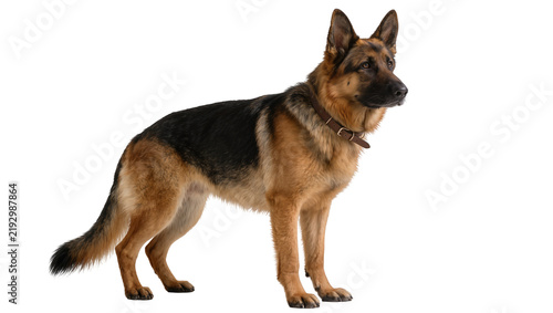 Foto Majestic German Shepherd dog standing alert, isolated on transparent background