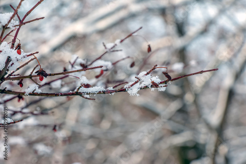 Snowy European Spindle Branch with Winter Copy Space