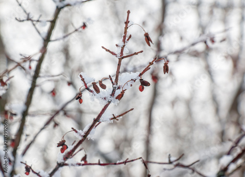 Open European Spindle Fruits and Red Seeds in Snow
