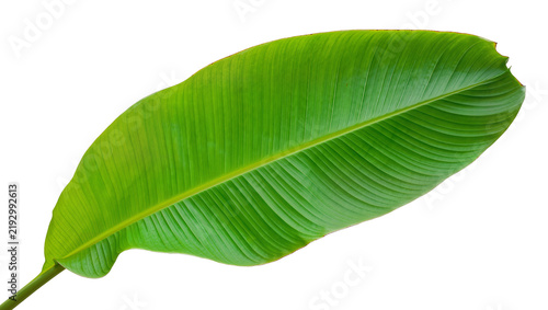 Foto Vibrant green banana leaf with prominent veins, isolated on transparent backgrou