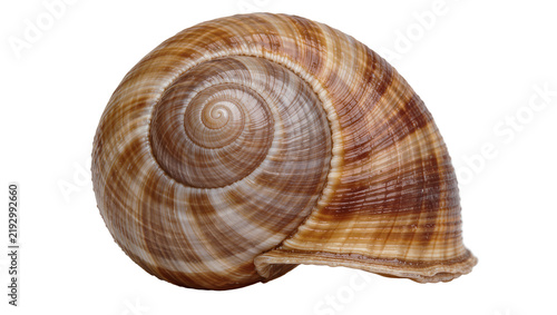 Foto Brown and beige spiral snail shell, isolated on transparent background