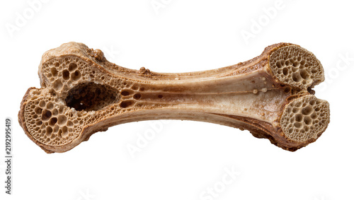 Foto Dried animal bone with porous texture, isolated on transparent background