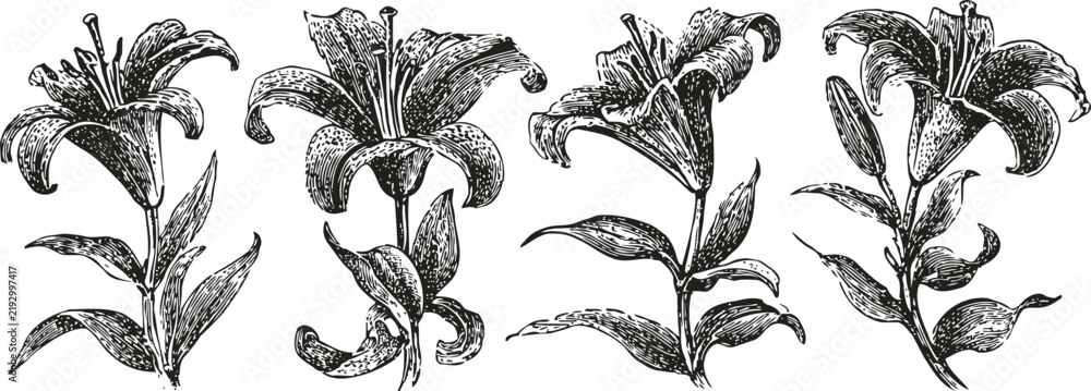 Obraz premium vintage botanical illustration of tiger lilies with detailed petals and leaves line art