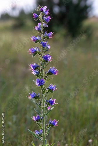 Cuadro en lienzo Viper's bugloss Echium vulgare spike in sunny meadow