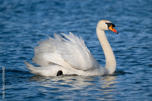Canvastavla mute swan cygnus olor