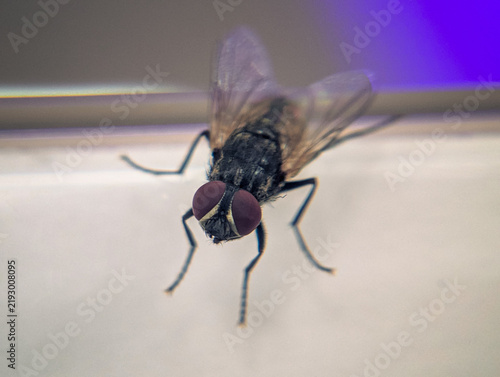 Macro shot of common housefly standing on a bright surface.