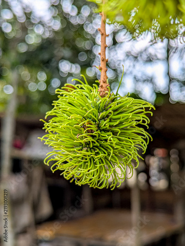 Unripe green rambutan fruit hanging against blurred bokeh garden background.