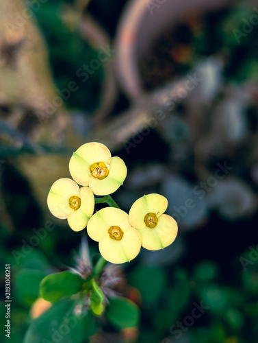 Yellow crown of thorns blossoms in lush blurred nature background.