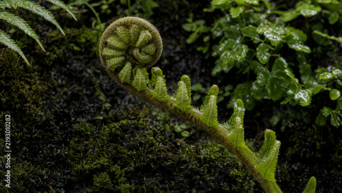 Uncurling Green Fern Frond with Water Droplets above Damp Moss